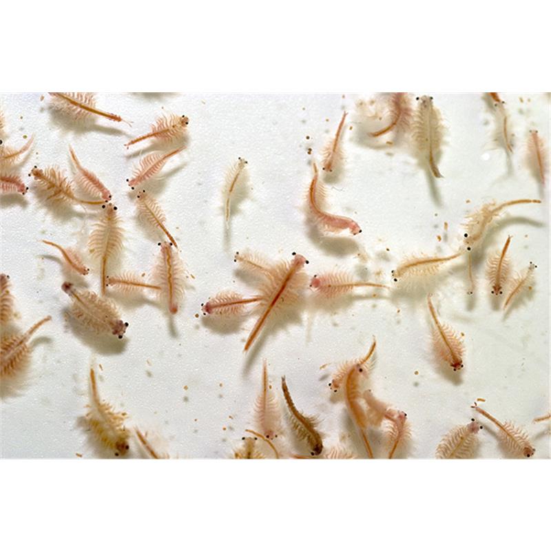 Artemia Vie 25x90ml - imagine 5